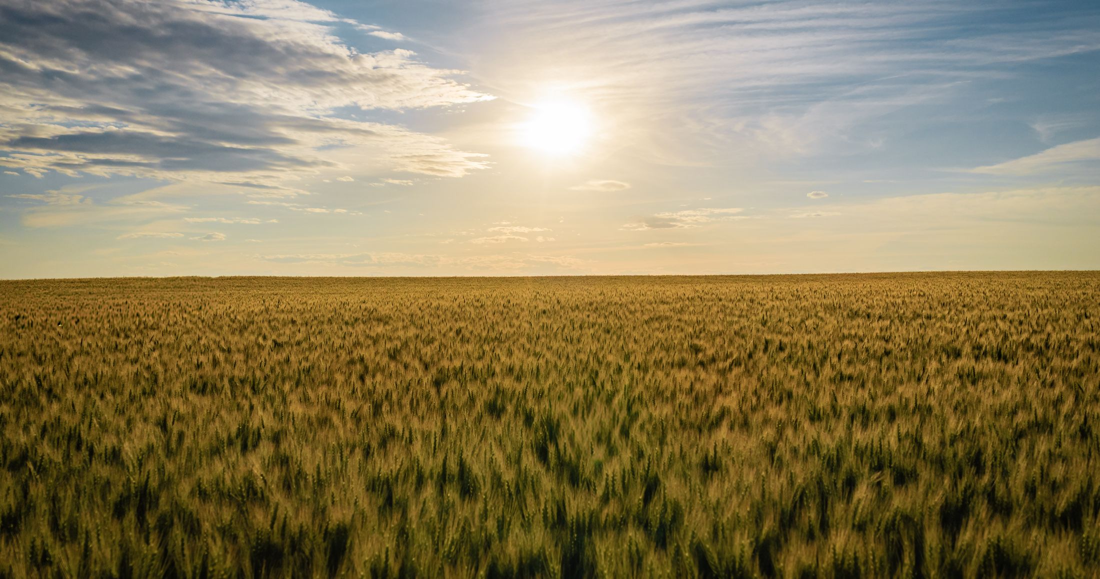 Aerial view of an Alberta wheat field at golden hour